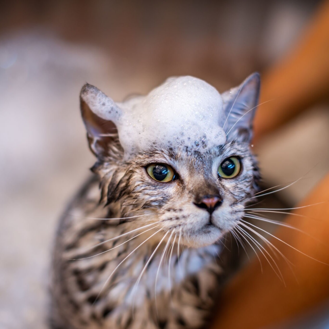 PetCare PetCare